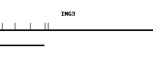 Human ING3 qPCR primer set (NM_019071)