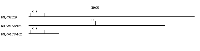 Human ING5 qPCR primer set (NM_032329)