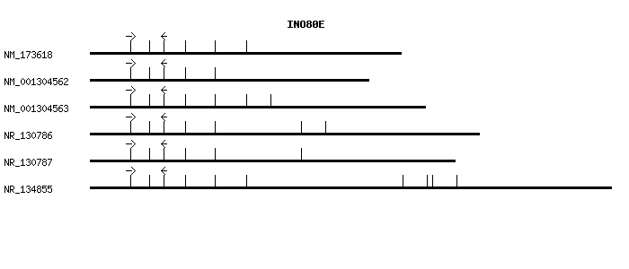 Human INO80E qPCR primer set (NM_173618)