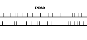 Human INO80 qPCR primer set (NM_017553)