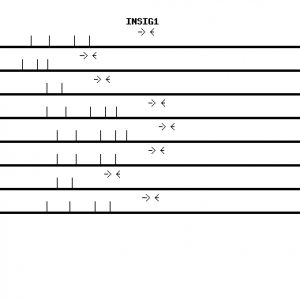 Human INSIG1 qPCR primer set (NM_005542)