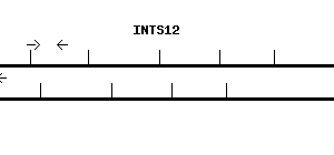 Human INTS12 qPCR primer set (NM_020395)