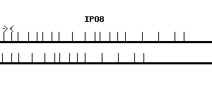 Human IPO8 qPCR primer set (NM_006390)