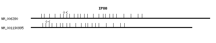 Human IPO8 qPCR primer set (NM_006390)