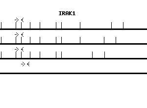 Human IRAK1 qPCR primer set (NM_001569)