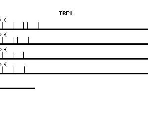 Human IRF1 qPCR primer set (NM_002198)