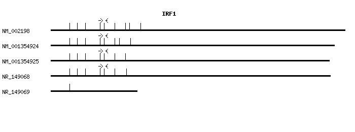 Human IRF1 qPCR primer set (NM_002198)