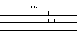 Human IRF7 qPCR primer set (NM_001572)