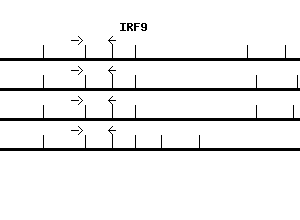 Human IRF9 qPCR primer set (NM_006084)