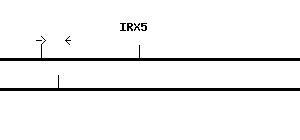 Human IRX5 qPCR primer set (NM_005853)