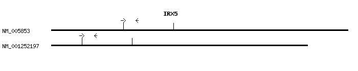 Human IRX5 qPCR primer set (NM_005853)