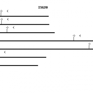 Human ISG20 qPCR primer set (NM_002201)