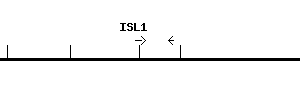 Human ISL1 qPCR primer set (NM_002202)