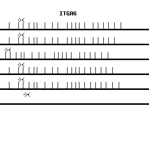 Human ITGA6 qPCR primer set (NM_000210)