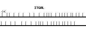Human ITGAL qPCR primer set (NM_002209)