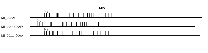 Human ITGAV qPCR primer set (NM_002210)