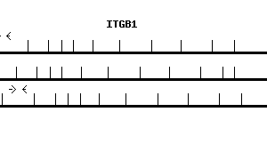 Human ITGB1 qPCR primer set (NM_002211)