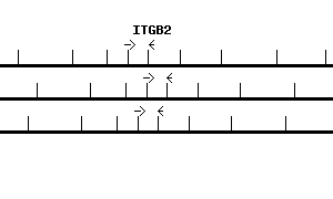 Human ITGB2 qPCR primer set (NM_000211)