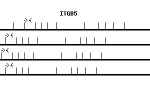 Human ITGB5 qPCR primer set (NM_002213)