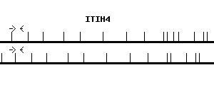 Human ITIH4 qPCR primer set (NM_002218)