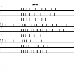 Human ITSN2 qPCR primer set (NM_006277)