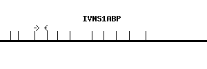Human IVNS1ABP qPCR primer set (NM_006469)