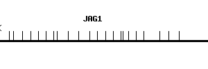 Human JAG1 qPCR primer set (NM_000214)