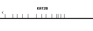 Human KAT2B qPCR primer set (NM_003884)