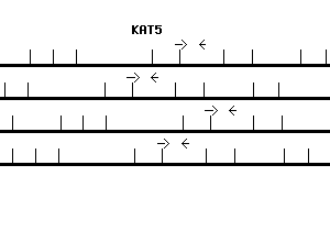 Human KAT5 qPCR primer set (NM_006388)