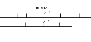 Human KCNH7 qPCR primer set (NM_033272)