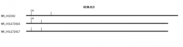 Human KCNJ13 qPCR primer set (NM_002242)