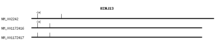 Human KCNJ13 qPCR primer set (NM_002242)