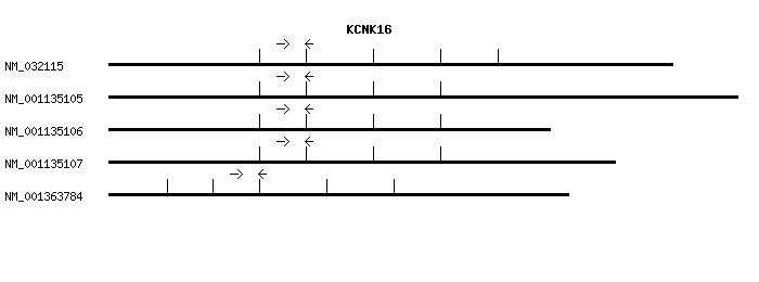 Human KCNK16 qPCR primer set (NM_032115)