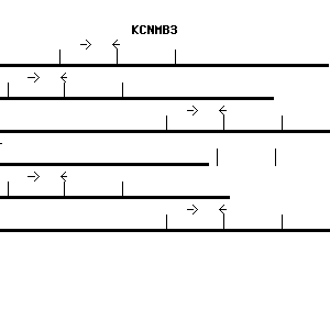 Human KCNMB3 qPCR primer set (NM_014407)