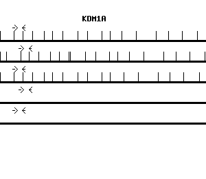 Human KDM1A qPCR primer set (NM_015013)