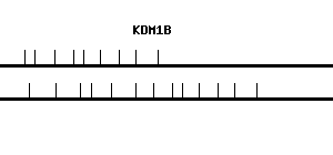 Human KDM1B qPCR primer set (NM_153042)