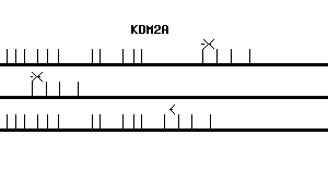 Human KDM2A qPCR primer set (NM_012308)