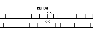 Human KDM3A qPCR primer set (NM_018433)