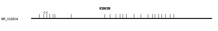 Human KDM3B qPCR primer set (NM_016604)