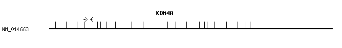 Human KDM4A qPCR primer set (NM_014663)