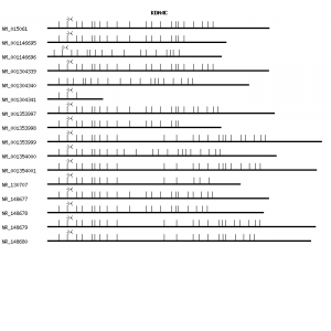 Human KDM4C qPCR primer set (NM_015061)