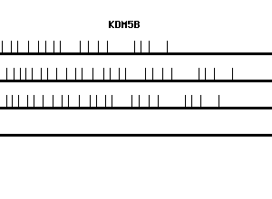 Human KDM5B qPCR primer set (NM_006618)