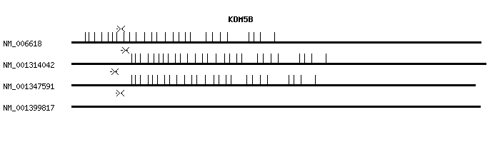 Human KDM5B qPCR primer set (NM_006618)