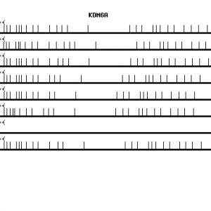 Human KDM6A qPCR primer set (NM_021140)