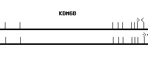 Human KDM6B qPCR primer set (NM_001080424)