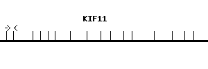 Human KIF11 qPCR primer set (NM_004523)