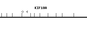 Human KIF18A qPCR primer set (NM_031217)