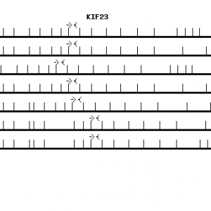 Human KIF23 qPCR primer set (NM_004856)