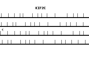 Human KIF2C qPCR primer set (NM_006845)