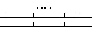 Human KIR3DL1 qPCR primer set (NM_013289)